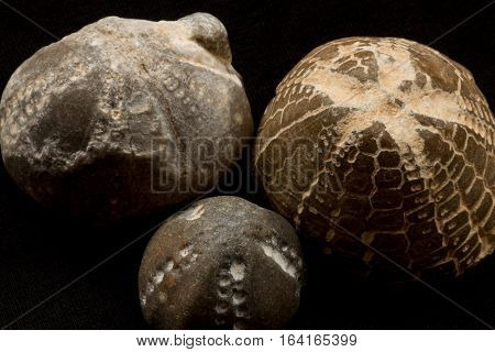 Fossils Of Sea Urchins Macro