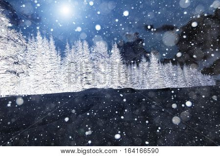 Spruce forest in winter. Winter sbow landscape