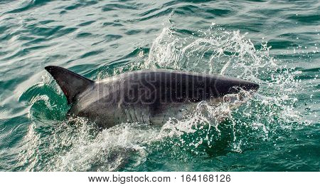 Great White Shark (carcharodon Carcharias) In Ocean Water An Attack. Hunting Of A Great White Shark
