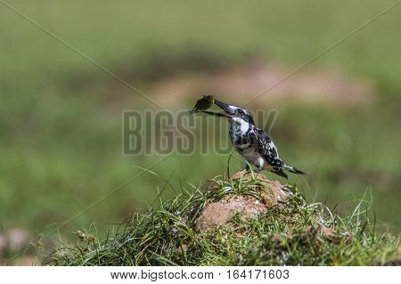 Pied kingfisher in Arugam bay lagoon, Sri Lanka ; specie Ceryle rudis family of Alcedinidae