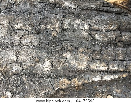 Texture of the old wood on mayp