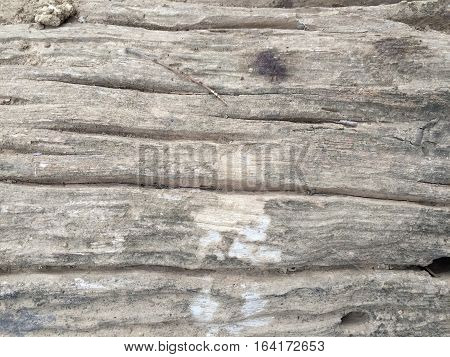 Texture of the old wood on mayp