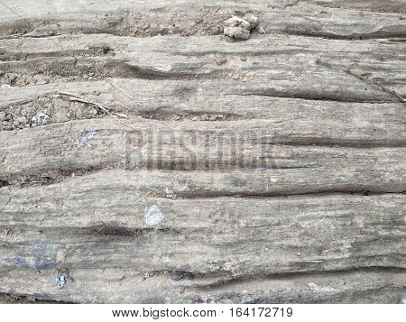 Texture of the old wood on mayp