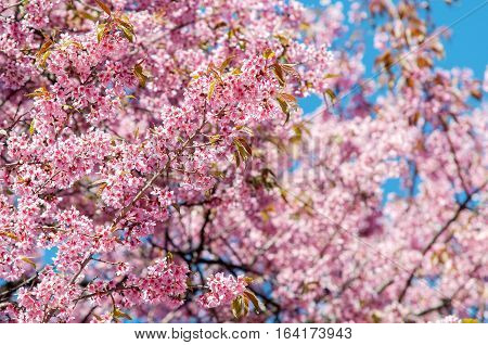 Prunus cerasoides at Khun Chang Kian, Thailand