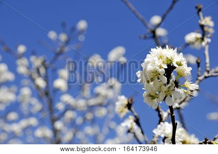White Prunus cerasoides at Khun Chang Kian, Thailand