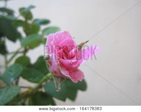 Close up of pink rose in graden