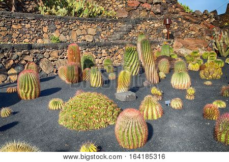 Exposure of different cacti in an arid zone