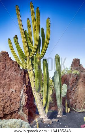 Exposure of different cacti in an arid zone