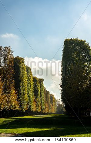 Pines and cypresses lining a landscaped promenade with Autumn colors