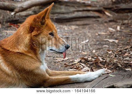 Lonely dingo in the Healesville Sanctuary in Victoria, Australia
