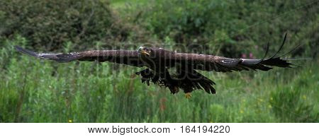 Russian Steppe Eagle just taking off and flying away