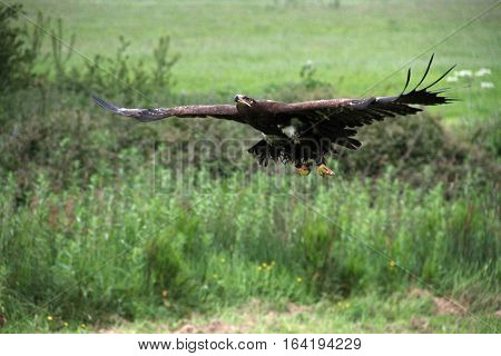 Russina Steppe Eagle taking off and climbing away