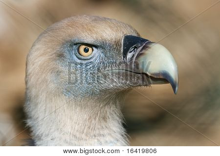 Buitre Leonado (SUP Fulvus)