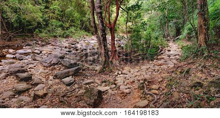 Walking trail in Thai dark tropical forest Mu Koh Chang National Park, Chang island, Thailand. Path to the Khlong Phlu waterfall. Natural background. Soft Focus.