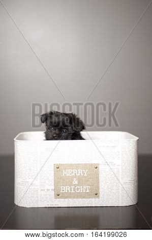 Tiny black puppy, (mix breed of Yorkie, Shitzu and Malteese), in a Christmas box. Box refection showing on brown floor. Grey background.