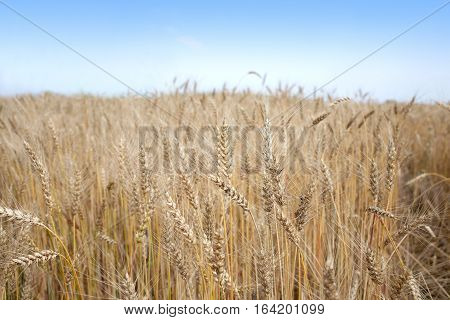 Landscape with lot ears of rye on rural field under blue cloudless sky on summer day closeup