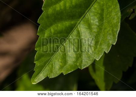 Hibicus flower green leaf texture surrounded blurry background.