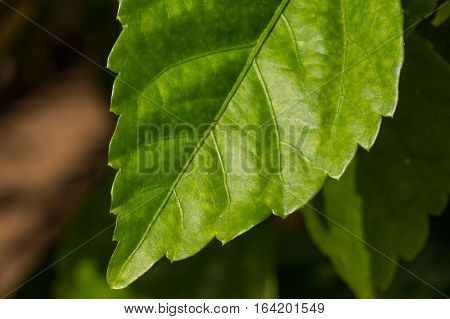 Hibicus flower green leaf texture surrounded blurry background.