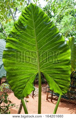 Xanthosoma, elephant's ear. Green giant leaf. Xanthosoma is a genus of flowering plants in the arum family, Araceae. The genus is native to tropical America but widely cultivated and naturalized in other tropical regions.