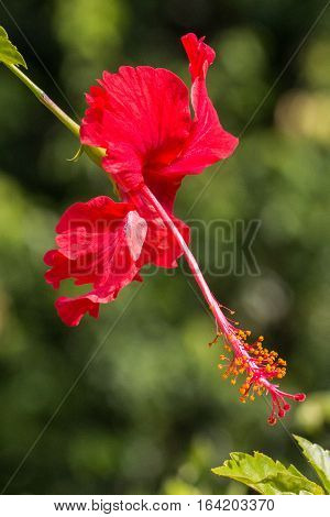 A red hibiscus flower.Hibiscus is Malaysia's national flower where it's locally known as the Bunga Raya