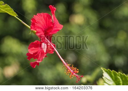 A red hibiscus flower.Hibiscus is Malaysia's national flower where it's locally known as the Bunga Raya