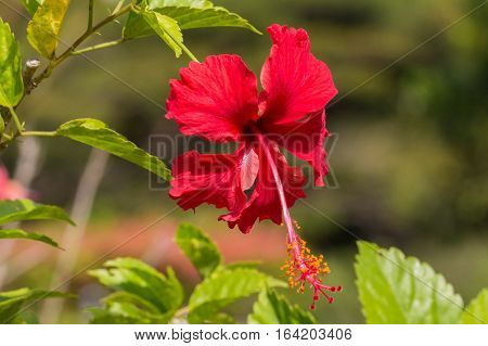 A red hibiscus flower.Hibiscus is Malaysia's national flower where it's locally known as the Bunga Raya