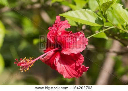 A red hibiscus flower.Hibiscus is Malaysia's national flower where it's locally known as the Bunga Raya