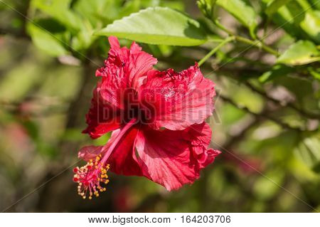 A red hibiscus flower.Hibiscus is Malaysia's national flower where it's locally known as the Bunga Raya