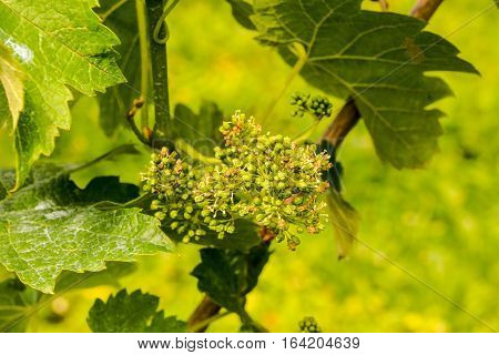 Unripe Grape Bunches
