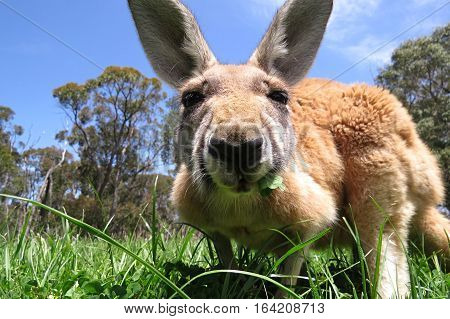Curious Australian kangaroo marsupial animal in the grass