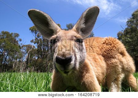 Australian kangaroo marsupial animal in the grass