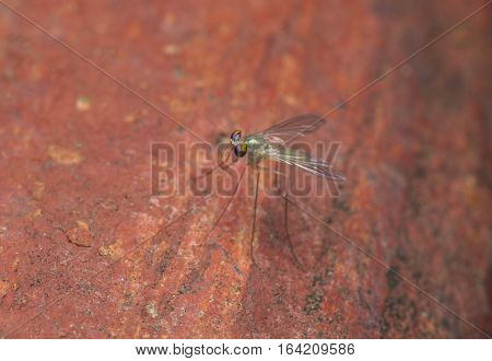 Beautiful Fruit Fly , closeup macro Fruit Fly focus eyes