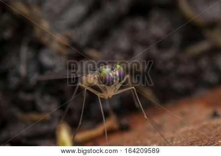 Beautiful Fruit Fly , closeup macro shot Fruit Fly focus
