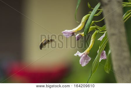 honey bees fly around the green floral background