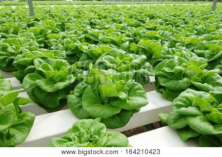 Commercial Greenhouse Soilless Cultivation Of Vegetables