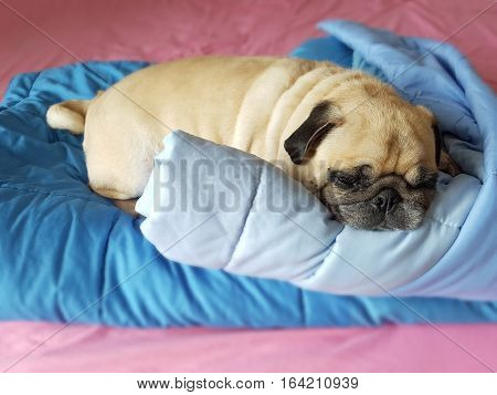 Fat lazy pug dog puppy sleep rest on blanket in the bed