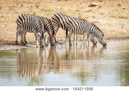 Four Zebras Drinking.