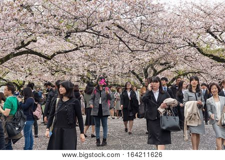 Tokyo Japan - April 8 2016: Chidorigafuchi park in spring season with cherry blossom. this area is popular viewpoint of sakura at Tokyo.