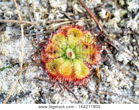 Drosera burmannii flower small carnivorous phant that eating insect