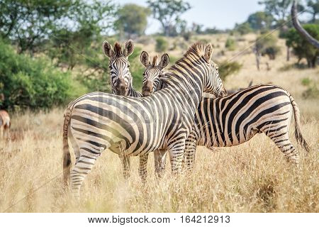 Three Bonding Zebras.