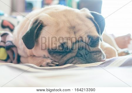 Close up face of Cute pug puppy dog sleeping on the bed