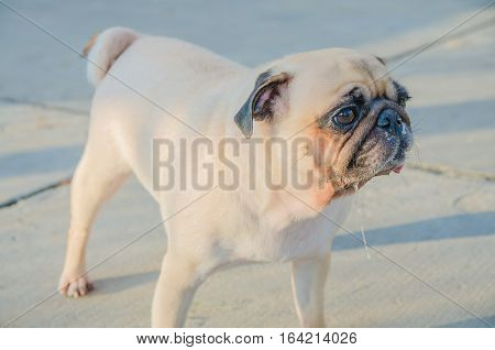 Cute dog puppy pug enjoys summer afternoon in park have drooling snot and tongue out.