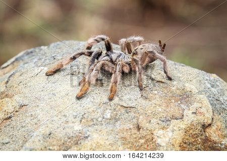Baboon Spider On A Rock.