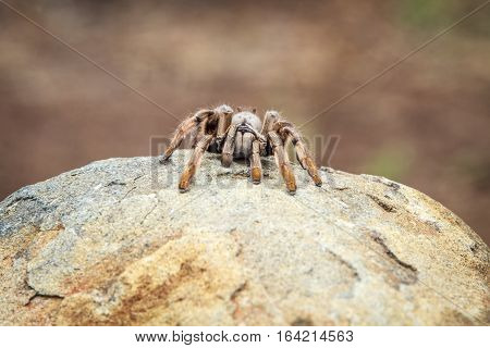 Baboon Spider On A Rock.