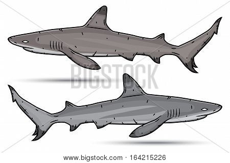 Two cartoon sharks isolated on white background