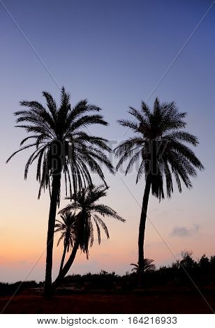 Palm trees and the Mediterranean Sea, Park of Ashkelon in Israel