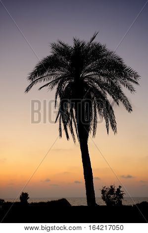Palm trees and the Mediterranean Sea, Park of Ashkelon in Israel