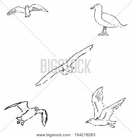 Seagulls sketch. Pencil drawing by hand. Vector Image.