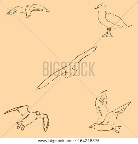 Seagulls sketch. Pencil drawing by hand. Figure in vintage style. Vector Image.