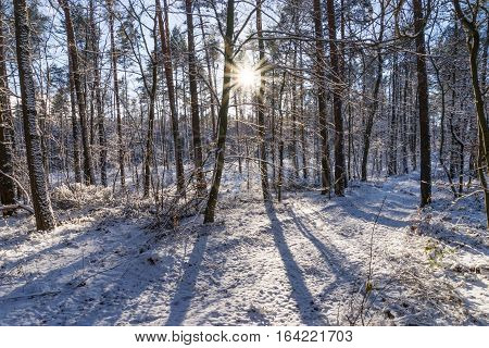 Rays of the sun fall on the branches of tree. Forest in the sun rays in winter season